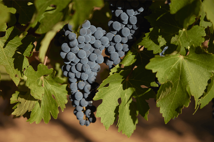 Merlot: One of the world's most widely planted grape varieties